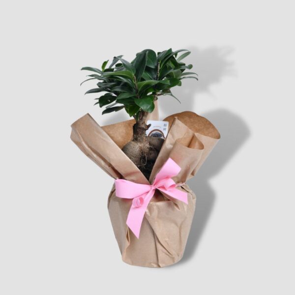 Bonsai - Indoor flowers - Potted flowers - Flower delivery Belgrade