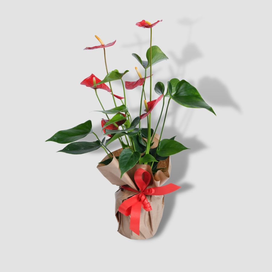 Anthurium - Indoor flowers - Potted flowers - Flower delivery Belgrade