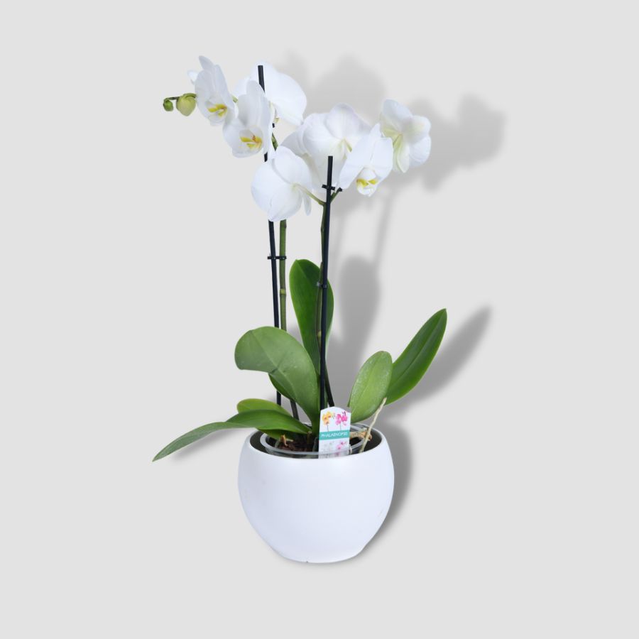 Белая орхидея с горшком