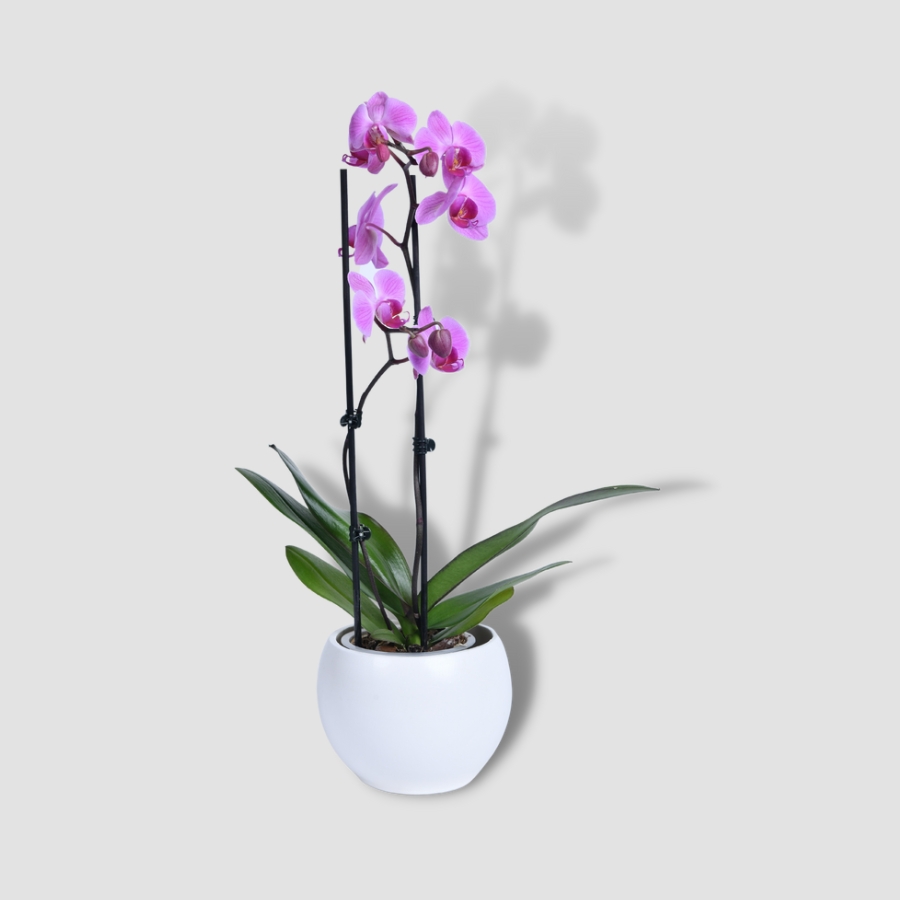 Roze orhideja sa saksijom