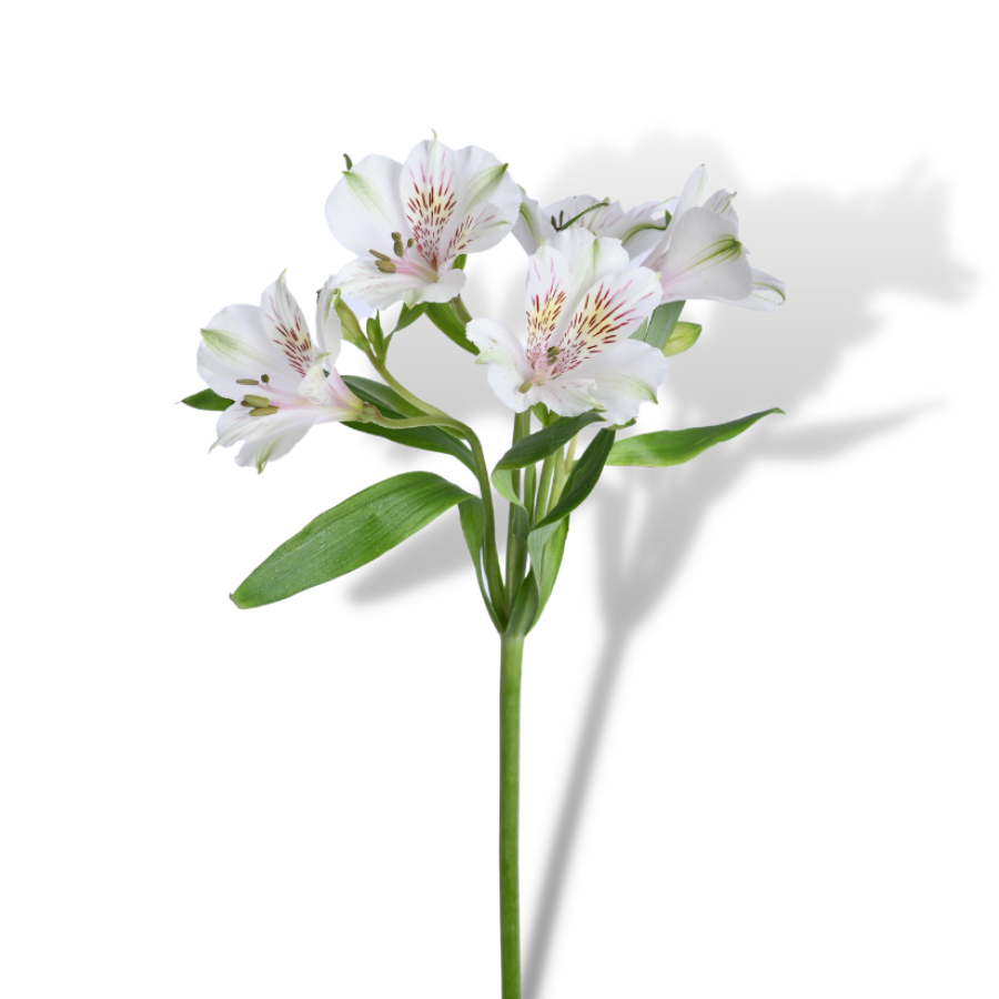 Alstroemeria white