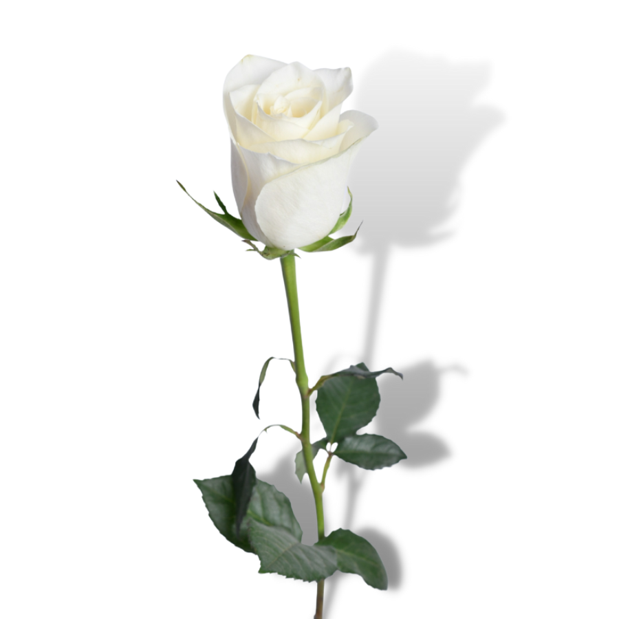 Ruža bela